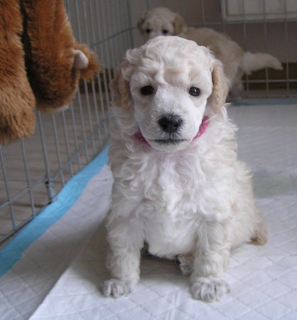 BOOTES Dorly Snowflake Fell 29. den 839 g